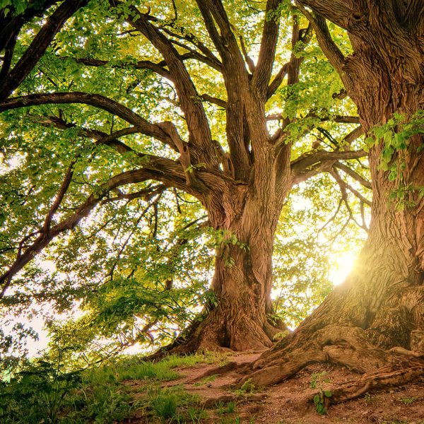 banner-sostenibilidad-02-vanguard banner-sostenibilidad-02-vanguard