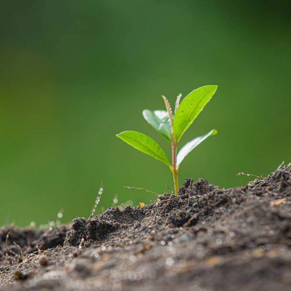 banner-sostenibilidad-vanguard banner-sostenibilidad-vanguard